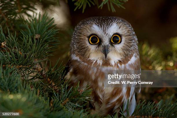 saw-whet owl in pine tree - sägekauz stock-fotos und bilder