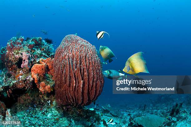 reef fish feeding on barrel sponge - longfin bannerfish stock pictures, royalty-free photos & images