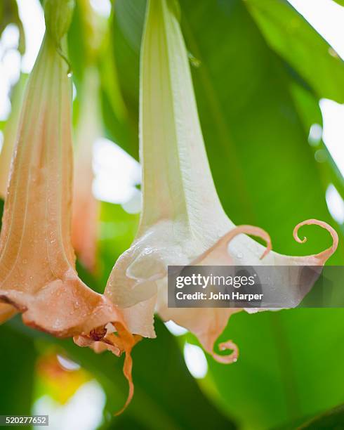 angel trumpet flower, (brugmansia) tobago - trinidad trinidad and tobago stock pictures, royalty-free photos & images