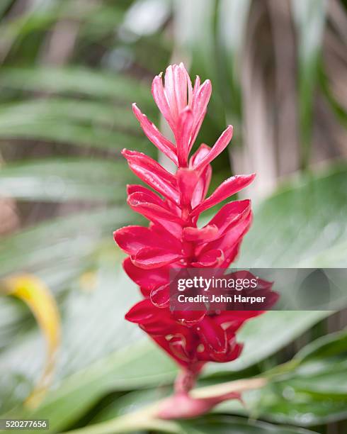 (alpinia purpurea), red ginger, flower, tobago - trinidad trinidad and tobago stock pictures, royalty-free photos & images