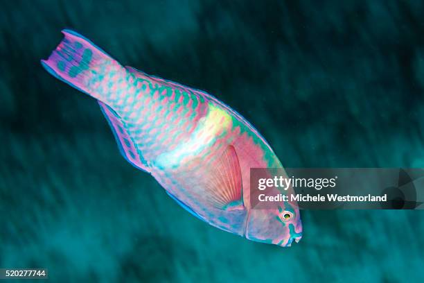 yellowbar parrotfish, fiji - parrotfish fotografías e imágenes de stock