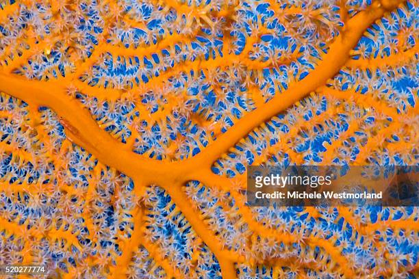 gorgonian sea fan detail, fiji - hoornkoraal stockfoto's en -beelden