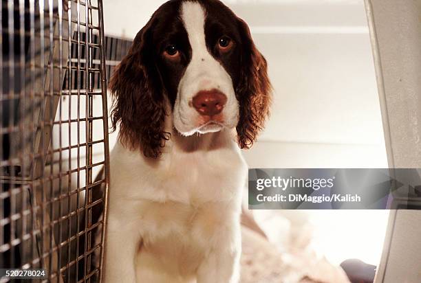 portrait of an unhappy english springer spaniel in a cage - english springer spaniel stock pictures, royalty-free photos & images