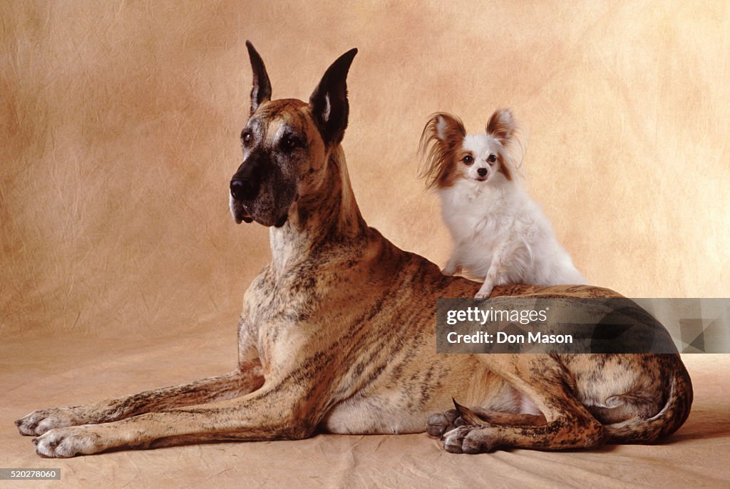 Papillon and Great Dane