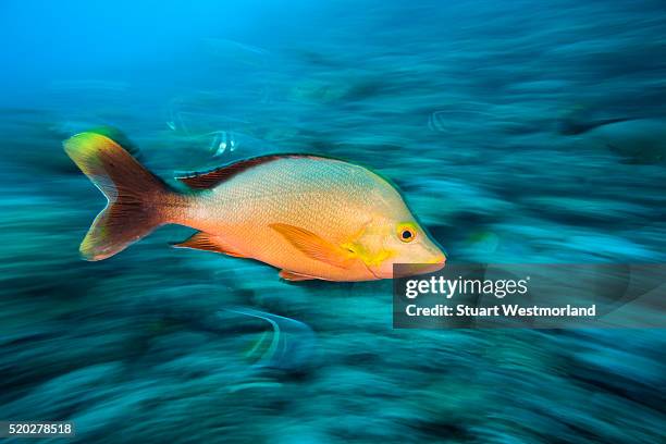 red snapper and bannerfish - longfin bannerfish stock-fotos und bilder