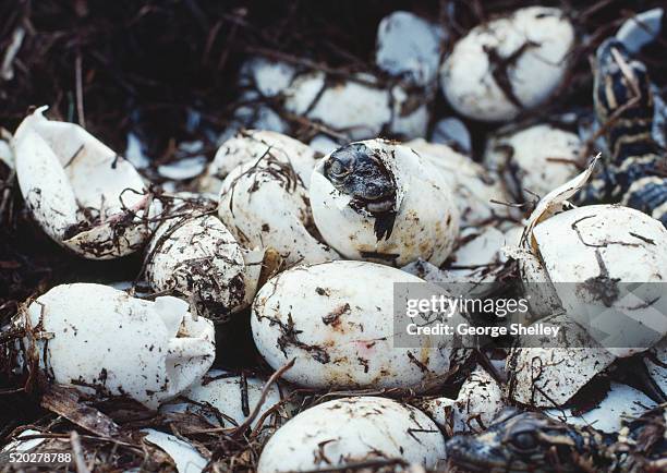 alligator hatchling emerging from egg - american alligator foto e immagini stock