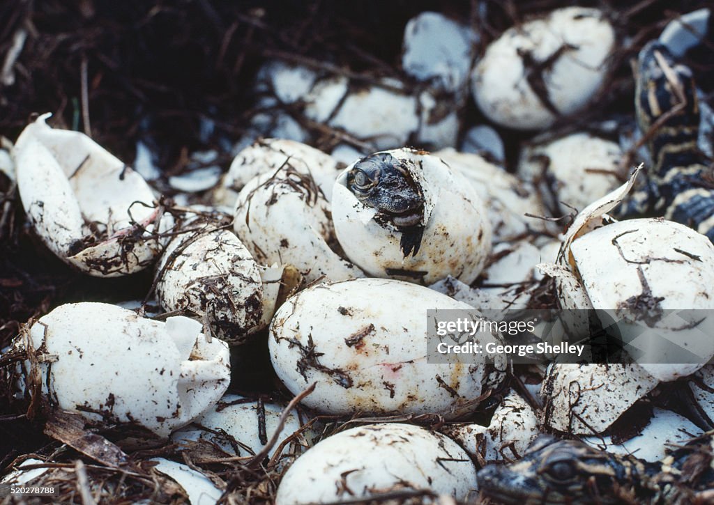 Alligator hatchling emerging from egg