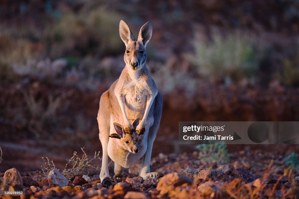 Small red kangaroo joey pokes his head from mother's pouch