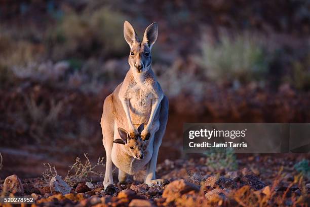 small red kangaroo joey pokes his head from mother's pouch - animal pouch stockfoto's en -beelden