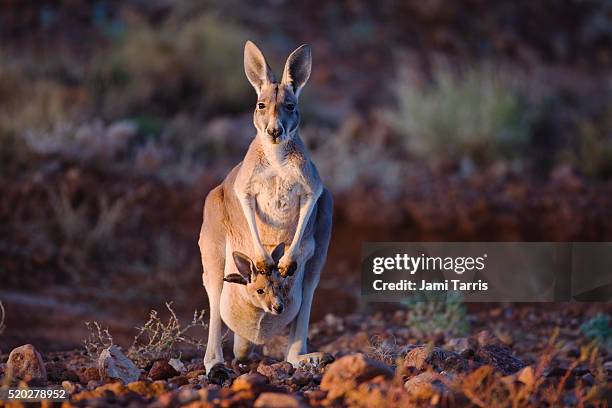 small red kangaroo joey pokes his head from mother's pouch - kangaroo stockfoto's en -beelden