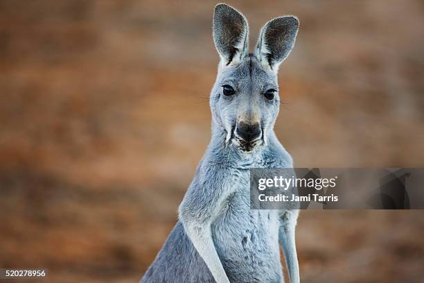 a young female red kangaroo close-up - kangaroo jump stock pictures, royalty-free photos & images