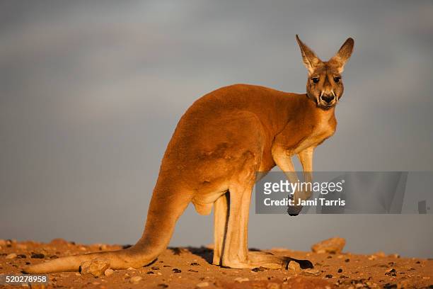 red kangaroo sitting in the evening sun - jumping australia stock-fotos und bilder