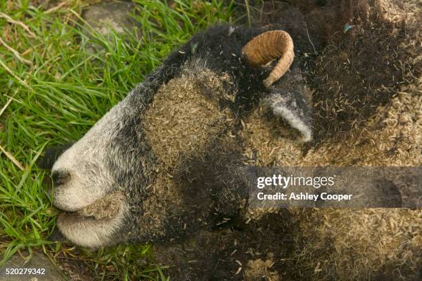 fly maggots on dead sheep - maggots stock-fotos und bilder