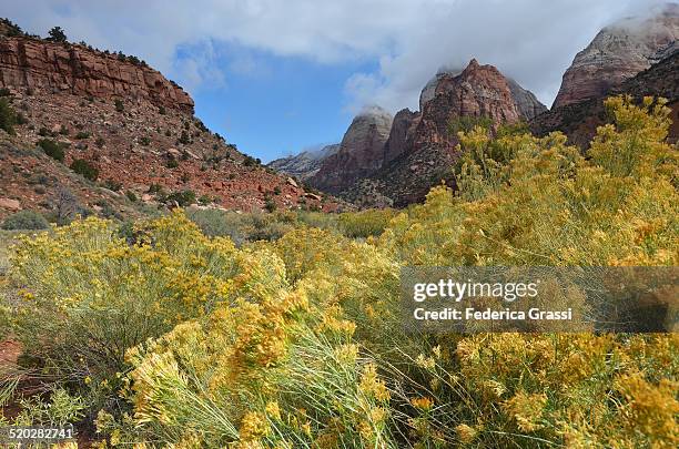 yellow autumnal flowers at zion national park - rabbit brush stock pictures, royalty-free photos & images