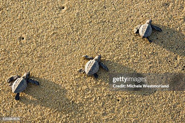 olive ridley turtle hatchlings on beach - pacific ridley turtle stock pictures, royalty-free photos & images