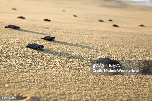 olive ridley turtle hatchlings on beach - tortuga golfina fotografías e imágenes de stock