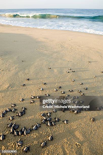 Pacific Ridley Photos and Premium High Res Pictures - Getty Images