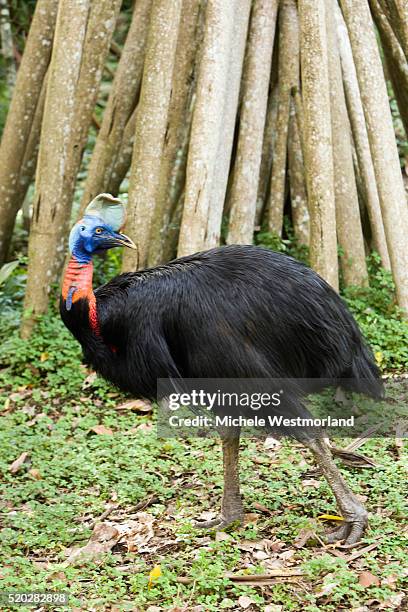 cassowary in papua new guinea - cassowary stock pictures, royalty-free photos & images