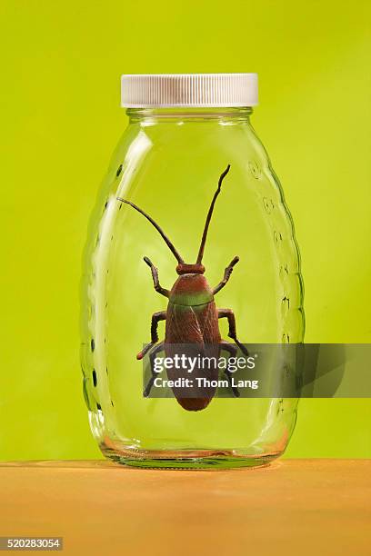 Cockroach Jar 85 Lifted Beetle Stock Photos, High-Res Pictures, and Images - Getty Images