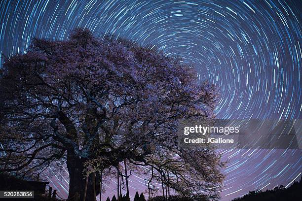 cherry blossom tree at night - star-of-bethlehem-flower stock pictures, royalty-free photos & images