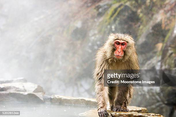 rotgesichtsmakak in yamanouchi, japan - snow monkeys stock-fotos und bilder