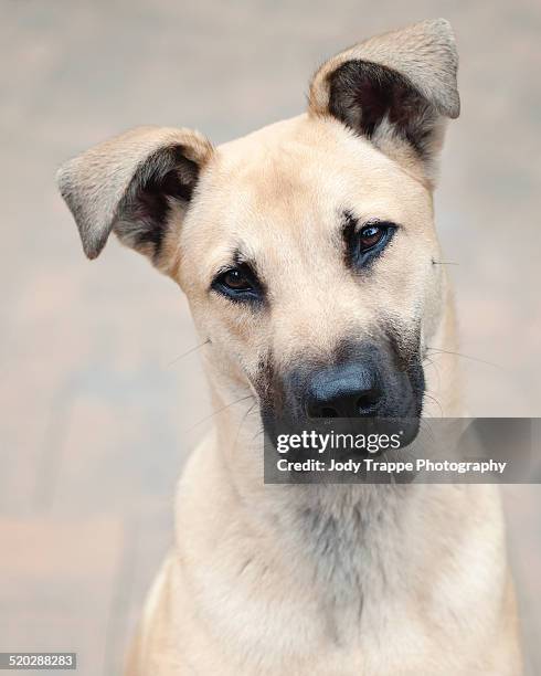 dog head shot - wayne stock pictures, royalty-free photos & images