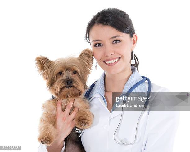 vet holding a little dog - yorkshire terrier vet stock pictures, royalty-free photos & images