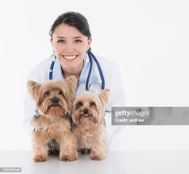 vet with two little dogs - yorkshire terrier vet stock pictures, royalty-free photos & images