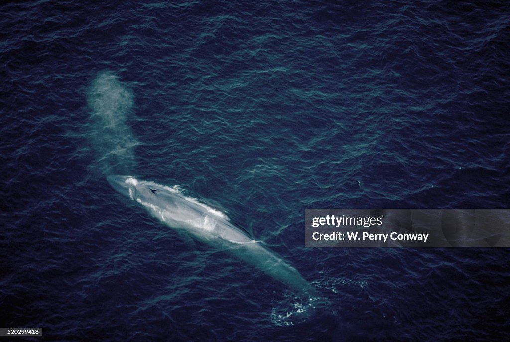 Surfacing Blue Whale