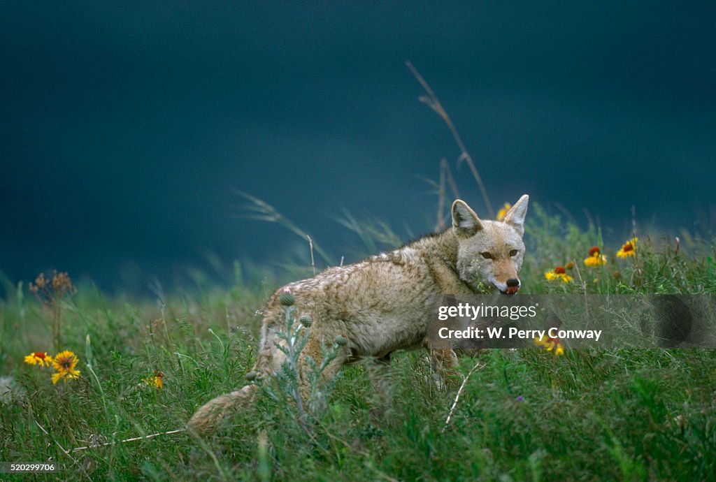 Coyote Shields Pup