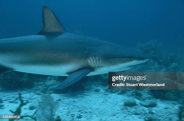 bull shark at sea bottom - bull shark 個照片及圖片檔