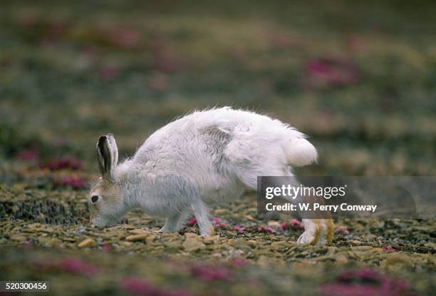 summer arctic hare - arctic hare stock pictures, royalty-free photos & images