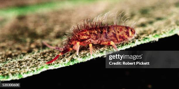 Springtail Photos and Premium High Res Pictures - Getty Images