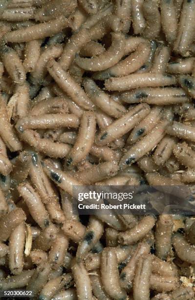 house fly maggots - maggot stock pictures, royalty-free photos & images