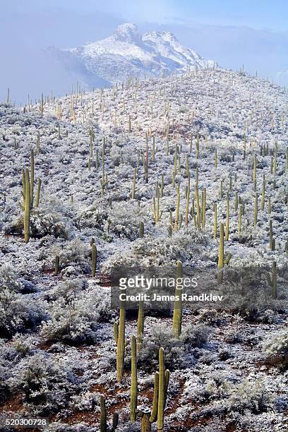 Saguaro Cactus Covered In Snow Stock Photo - Download Image Now - Snow,  Arizona, Desert Area - iStock