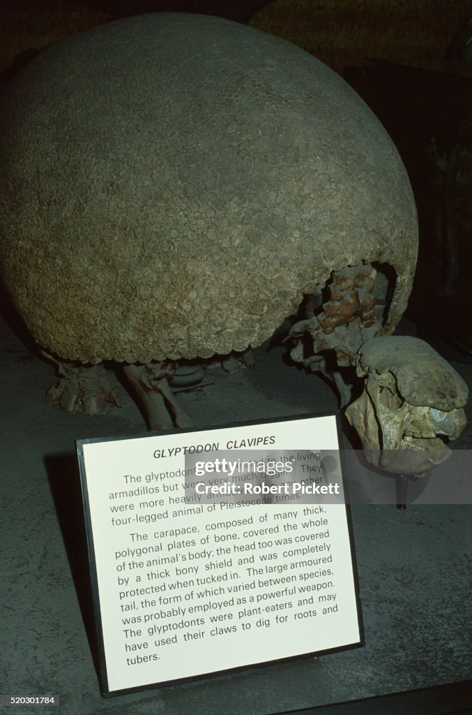 Fossil of a Glyptodon