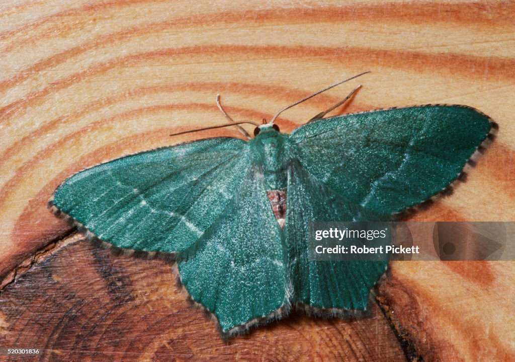 Large Emerald Moth
