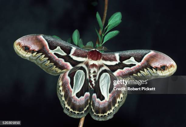 rothschilds atlas moth - mariposa nocturna atlas fotografías e imágenes de stock