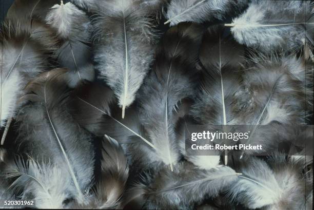 down feathers - down feather stock pictures, royalty-free photos & images