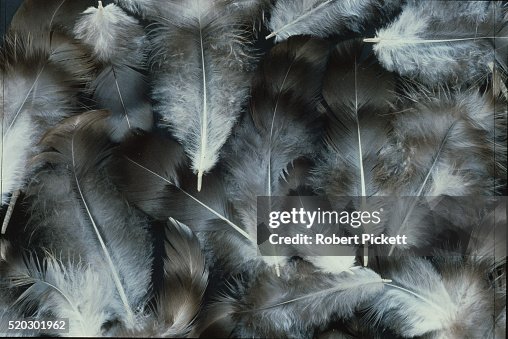 Down Feathers Down Feathers