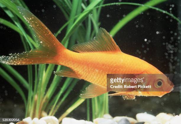 goldfish swimming - goldfisch stock-fotos und bilder