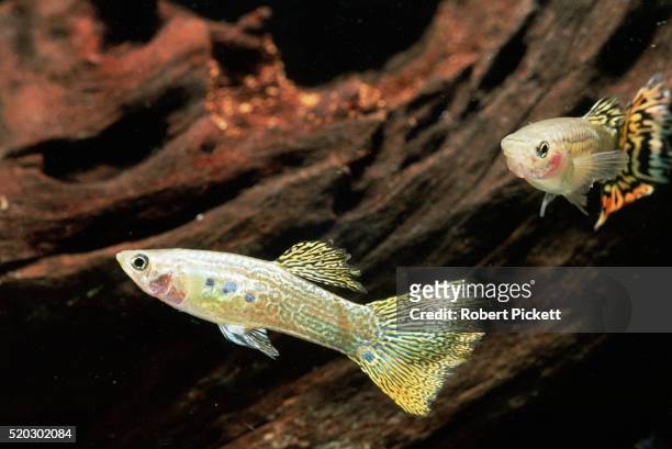 guppies - guppy stock pictures, royalty-free photos & images