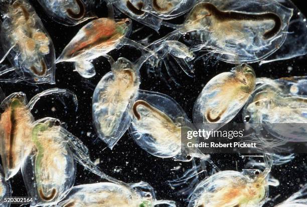 water fleas - ongewerveld dier stockfoto's en -beelden