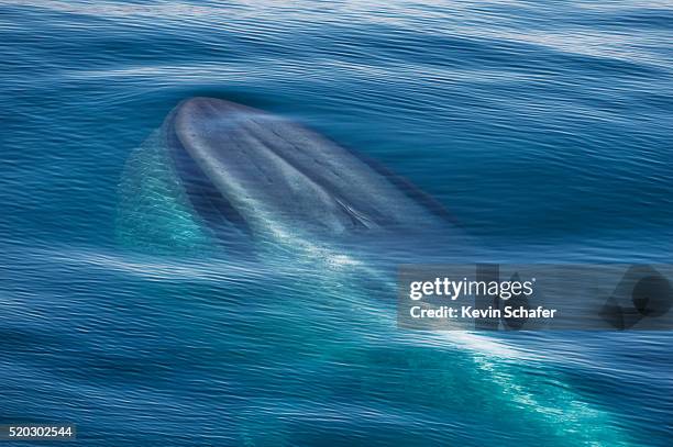 blue whale (balaenoptera musculus) rising to surface, svalbard - blue whale stockfoto's en -beelden