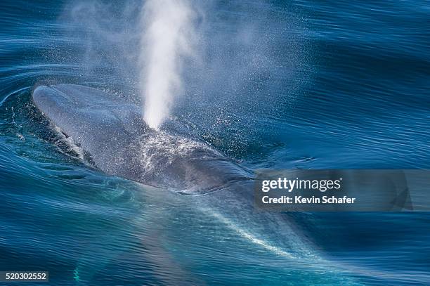 blue whale (balaenoptera musculus) rising to surface, svalbard - whales stockfoto's en -beelden