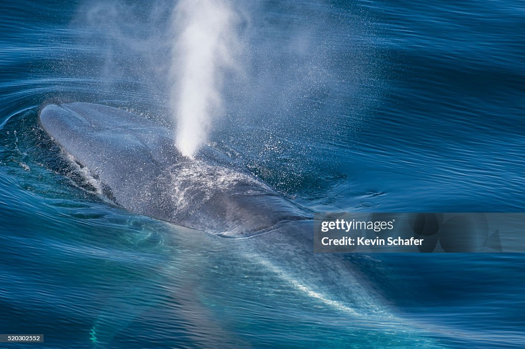 Blue Whale (Balaenoptera musculus) Rising to surface, Svalbard