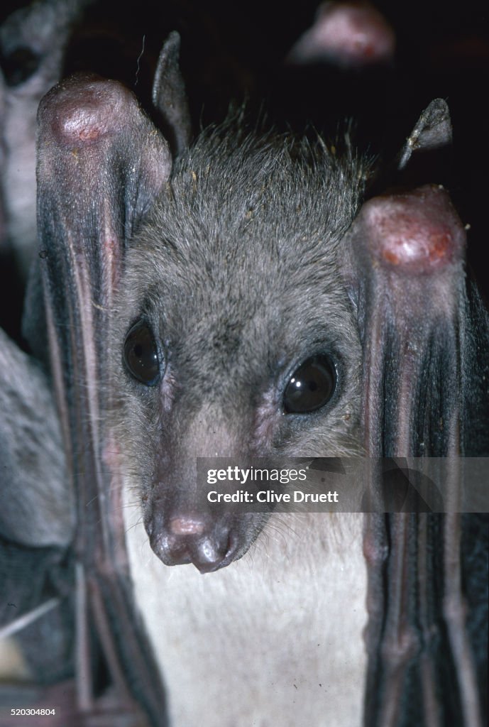Egyptian Fruit Bat