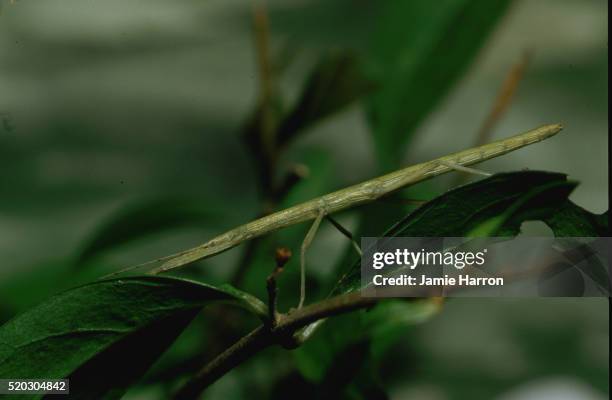 11 Indian Stick Insect Stock Photos, High-Res Pictures, and Images ...