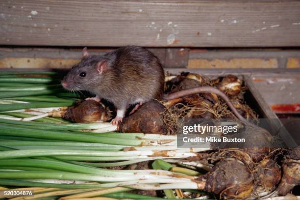 brown rat climbing over green onions - rat photos et images de collection