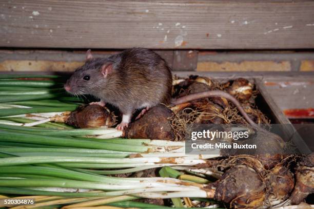 brown rat climbing over green onions - rat ストックフォトと画像